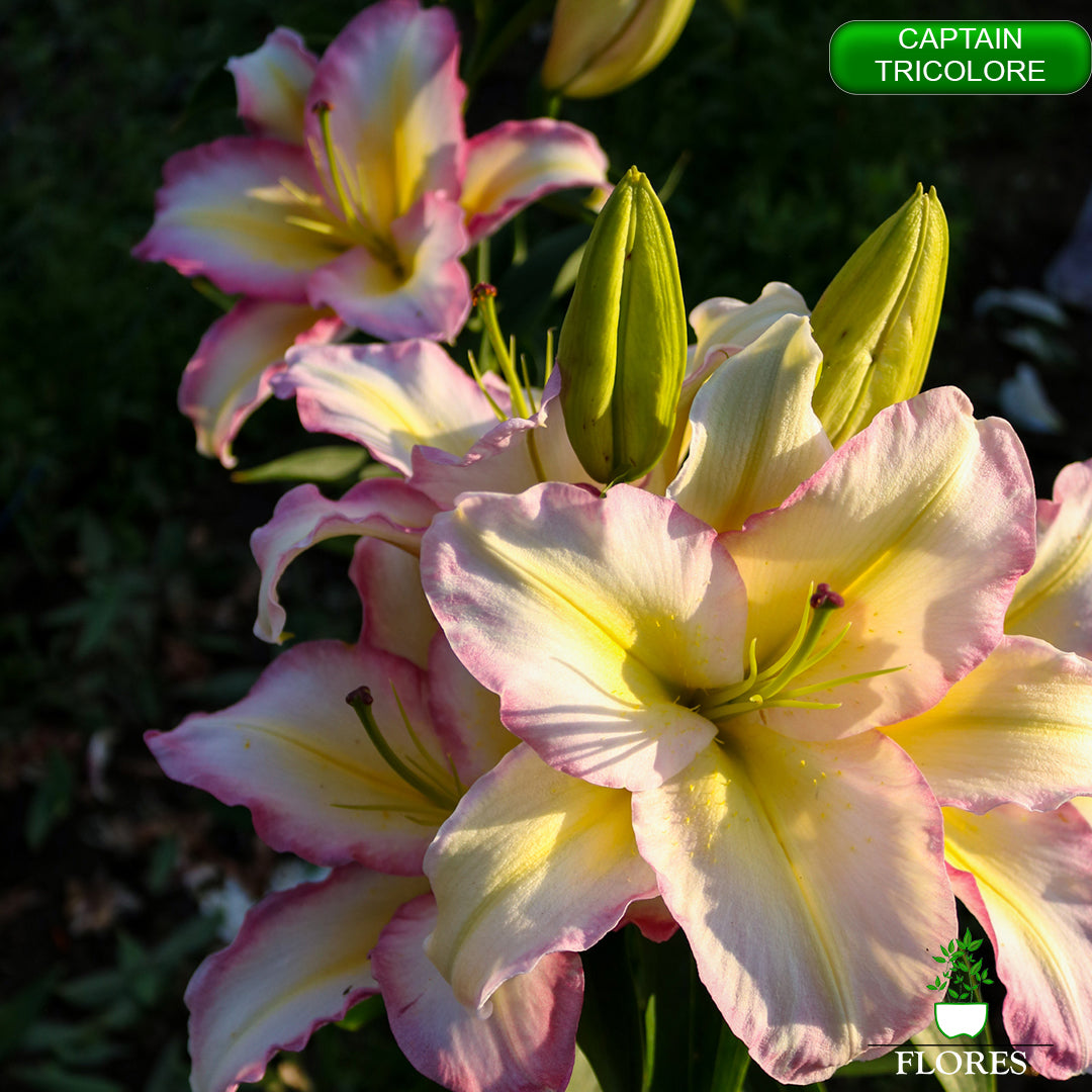 captain tricolore lilija,āzijas lilijas latvijā,liliju sīpoli,pērc liliju sīpolus latvijā, liliju sīpoli cena,liliju sīpoli rīga,cik maksā liliju sīpoli,liliju sīpoli internetā, liliju sīpolu stādīšana,liliju sipoli,liliju sīpoli pirkt,liliju sīpoli cenas,kur nopirkt liliju sīpolus, liliju sīpoli kur pirkt,liliju sīpoli kandava,liliju sīpoli tukums,liliju sīpoli talsi,liliju sīpoli pūre, liliju sīpoli kuldīga,liliju sīpoli ventspils,liliju sīpoli jelgava,captain tricolore liliju sīpoli