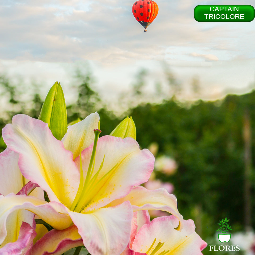 captain tricolore lilija,āzijas lilijas latvijā,liliju sīpoli,pērc liliju sīpolus latvijā, liliju sīpoli cena,liliju sīpoli rīga,cik maksā liliju sīpoli,liliju sīpoli internetā, liliju sīpolu stādīšana,liliju sipoli,liliju sīpoli pirkt,liliju sīpoli cenas,kur nopirkt liliju sīpolus, liliju sīpoli kur pirkt,liliju sīpoli kandava,liliju sīpoli tukums,liliju sīpoli talsi,liliju sīpoli pūre, liliju sīpoli kuldīga,liliju sīpoli ventspils,liliju sīpoli jelgava,captain tricolore liliju sīpoli