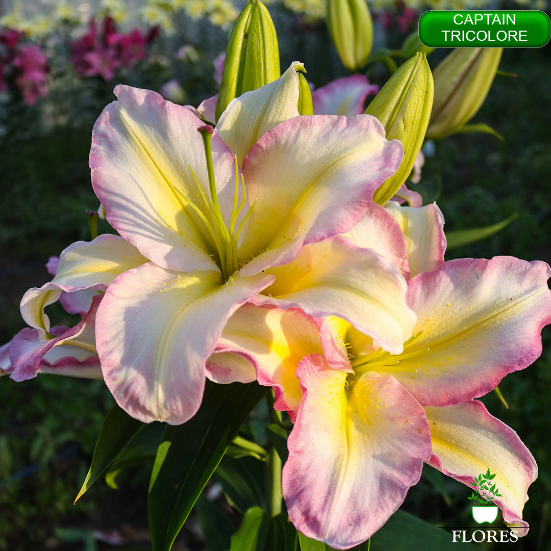 captain tricolore lilija,āzijas lilijas latvijā,liliju sīpoli,pērc liliju sīpolus latvijā, liliju sīpoli cena,liliju sīpoli rīga,cik maksā liliju sīpoli,liliju sīpoli internetā, liliju sīpolu stādīšana,liliju sipoli,liliju sīpoli pirkt,liliju sīpoli cenas,kur nopirkt liliju sīpolus, liliju sīpoli kur pirkt,liliju sīpoli kandava,liliju sīpoli tukums,liliju sīpoli talsi,liliju sīpoli pūre, liliju sīpoli kuldīga,liliju sīpoli ventspils,liliju sīpoli jelgava,captain tricolore liliju sīpoli