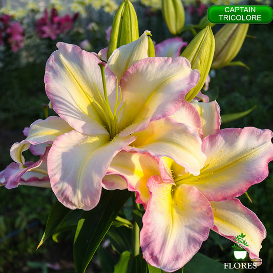 captain tricolore lilija,āzijas lilijas latvijā,liliju sīpoli,pērc liliju sīpolus latvijā, liliju sīpoli cena,liliju sīpoli rīga,cik maksā liliju sīpoli,liliju sīpoli internetā, liliju sīpolu stādīšana,liliju sipoli,liliju sīpoli pirkt,liliju sīpoli cenas,kur nopirkt liliju sīpolus, liliju sīpoli kur pirkt,liliju sīpoli kandava,liliju sīpoli tukums,liliju sīpoli talsi,liliju sīpoli pūre, liliju sīpoli kuldīga,liliju sīpoli ventspils,liliju sīpoli jelgava,captain tricolore liliju sīpoli