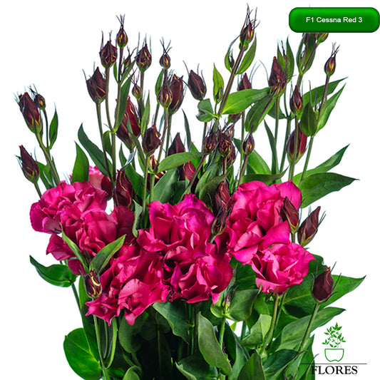 F1 Cessna Red 3 lizantes sēklas,kur nopirkt lizantes sēklas,lizantes audzēšana,lizantes cena,lizantes stādi,lizantes vāzē,lizantes,eustomas sēklas, lizanšu sēklas, lizantes rīga,lizantes kandava,lizantes ventspils,lizantes liepāja,lizantes talsi,lizantes tukums,lizantes pūre, lizantes saldus,lizantes jelgava,lizantes jēkabpils,lizantes latvijā,lizantes sēklas latvijā,lizantu sēklas, lizanšu sēklas rīgā, lizanšu sēklas kandava,lizanšu sēklas tukums