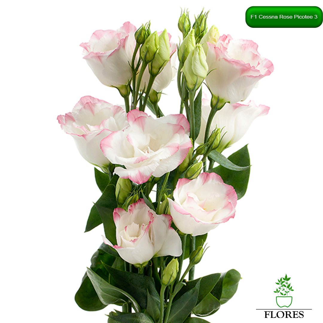 F1 Cessna Rose Picotee 3 lizantes sēklas,kur nopirkt lizantes sēklas,lizantes audzēšana,lizantes cena,lizantes stādi,lizantes vāzē,lizantes,eustomas sēklas, lizanšu sēklas, lizantes rīga,lizantes kandava,lizantes ventspils,lizantes liepāja,lizantes talsi,lizantes tukums,lizantes pūre, lizantes saldus,lizantes jelgava,lizantes jēkabpils,lizantes latvijā,lizantes sēklas latvijā,lizantu sēklas, lizanšu sēklas rīgā, lizanšu sēklas kandava,lizanšu sēklas tukums