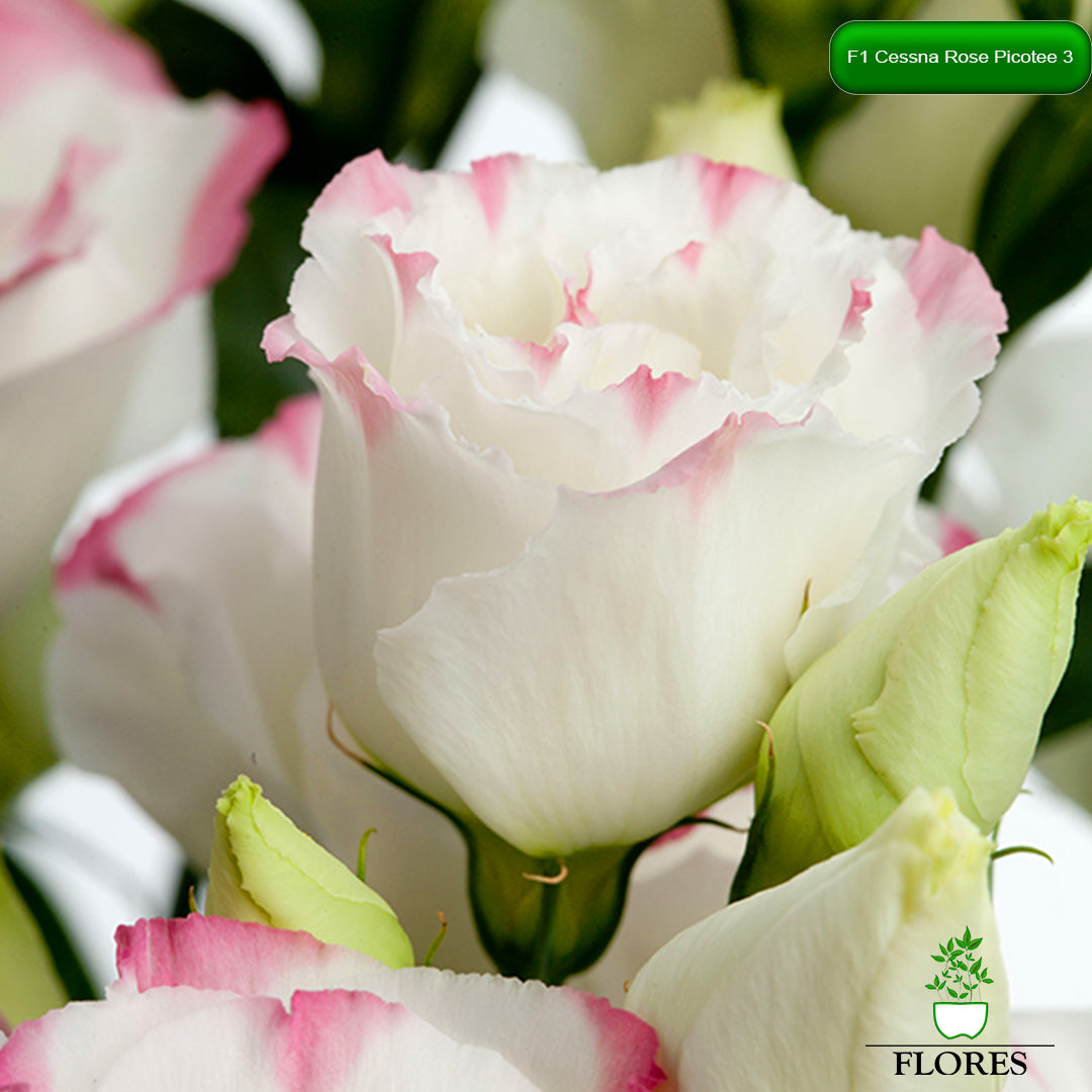 F1 Cessna Rose Picotee 3 lizantes sēklas,kur nopirkt lizantes sēklas,lizantes audzēšana,lizantes cena,lizantes stādi,lizantes vāzē,lizantes,eustomas sēklas, lizanšu sēklas, lizantes rīga,lizantes kandava,lizantes ventspils,lizantes liepāja,lizantes talsi,lizantes tukums,lizantes pūre, lizantes saldus,lizantes jelgava,lizantes jēkabpils,lizantes latvijā,lizantes sēklas latvijā,lizantu sēklas, lizanšu sēklas rīgā, lizanšu sēklas kandava,lizanšu sēklas tukums