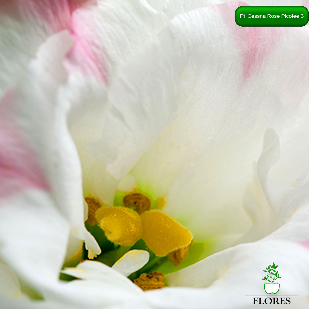 F1 Cessna Rose Picotee 3 lizantes sēklas,kur nopirkt lizantes sēklas,lizantes audzēšana,lizantes cena,lizantes stādi,lizantes vāzē,lizantes,eustomas sēklas, lizanšu sēklas, lizantes rīga,lizantes kandava,lizantes ventspils,lizantes liepāja,lizantes talsi,lizantes tukums,lizantes pūre, lizantes saldus,lizantes jelgava,lizantes jēkabpils,lizantes latvijā,lizantes sēklas latvijā,lizantu sēklas, lizanšu sēklas rīgā, lizanšu sēklas kandava,lizanšu sēklas tukums