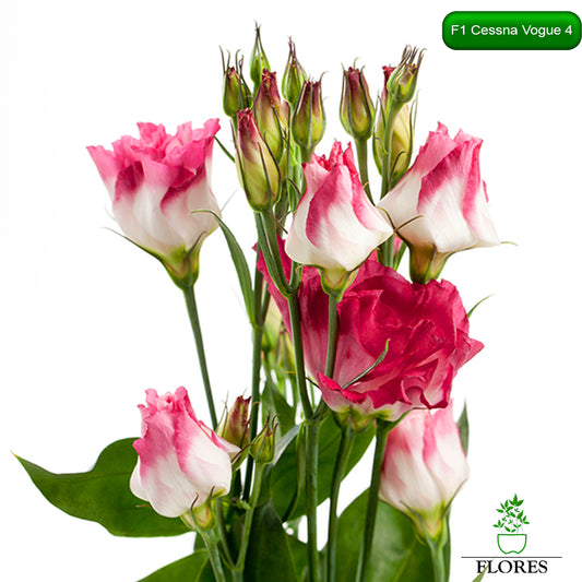 F1 Cessna Vogue 4 lizantes sēklas,kur nopirkt lizantes sēklas,lizantes audzēšana,lizantes cena,lizantes stādi,lizantes vāzē,lizantes,eustomas sēklas, lizanšu sēklas, lizantes rīga,lizantes kandava,lizantes ventspils,lizantes liepāja,lizantes talsi,lizantes tukums,lizantes pūre, lizantes saldus,lizantes jelgava,lizantes jēkabpils,lizantes latvijā,lizantes sēklas latvijā,lizantu sēklas, lizanšu sēklas rīgā, lizanšu sēklas kandava,lizanšu sēklas tukums