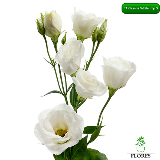 F1 Cessna White Imp 3 lizantes sēklas,kur nopirkt lizantes sēklas,lizantes audzēšana,lizantes cena,lizantes stādi,lizantes vāzē,lizantes,eustomas sēklas, lizanšu sēklas, lizantes rīga,lizantes kandava,lizantes ventspils,lizantes liepāja,lizantes talsi,lizantes tukums,lizantes pūre, lizantes saldus,lizantes jelgava,lizantes jēkabpils,lizantes latvijā,lizantes sēklas latvijā,lizantu sēklas, lizanšu sēklas rīgā, lizanšu sēklas kandava,lizanšu sēklas tukums