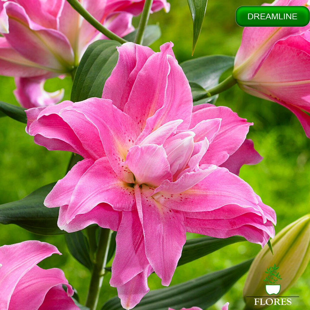 Dreamline lilija,āzijas lilijas latvijā,Baruta liliju sīpoli,pērc liliju sīpolus, liliju sīpoli cena,liliju sīpoli rīga,cik maksā liliju sīpoli,liliju sīpoli internetā, liliju sīpolu stādīšana,liliju sipoli,liliju sīpoli pirkt,liliju sīpoli cenas,kur nopirkt liliju sīpolus, liliju sīpoli kur pirkt,liliju sīpoli kandava,liliju sīpoli tukums,liliju sīpoli talsi,liliju sīpoli pūre, liliju sīpoli kuldīga,liliju sīpoli ventspils,liliju sīpoli jelgava,liliju sīpoli saldus,liliju sīpoli liepāja