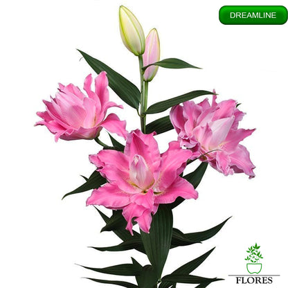 Dreamline lilija,āzijas lilijas latvijā,Baruta liliju sīpoli,pērc liliju sīpolus, liliju sīpoli cena,liliju sīpoli rīga,cik maksā liliju sīpoli,liliju sīpoli internetā, liliju sīpolu stādīšana,liliju sipoli,liliju sīpoli pirkt,liliju sīpoli cenas,kur nopirkt liliju sīpolus, liliju sīpoli kur pirkt,liliju sīpoli kandava,liliju sīpoli tukums,liliju sīpoli talsi,liliju sīpoli pūre, liliju sīpoli kuldīga,liliju sīpoli ventspils,liliju sīpoli jelgava,liliju sīpoli saldus,liliju sīpoli liepāja