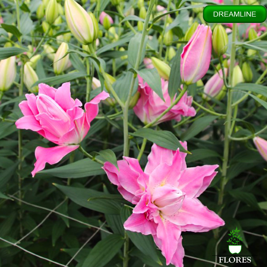 Dreamline lilija,āzijas lilijas latvijā,Baruta liliju sīpoli,pērc liliju sīpolus, liliju sīpoli cena,liliju sīpoli rīga,cik maksā liliju sīpoli,liliju sīpoli internetā, liliju sīpolu stādīšana,liliju sipoli,liliju sīpoli pirkt,liliju sīpoli cenas,kur nopirkt liliju sīpolus, liliju sīpoli kur pirkt,liliju sīpoli kandava,liliju sīpoli tukums,liliju sīpoli talsi,liliju sīpoli pūre, liliju sīpoli kuldīga,liliju sīpoli ventspils,liliju sīpoli jelgava,liliju sīpoli saldus,liliju sīpoli liepāja