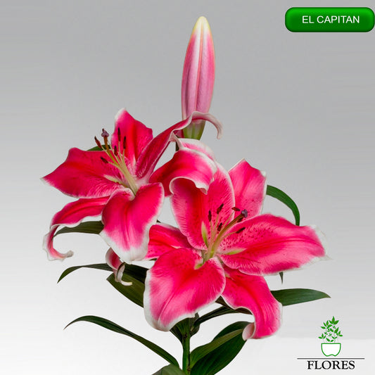 El Capitan lilija,āzijas lilijas latvijā,Baruta liliju sīpoli,pērc liliju sīpolus, liliju sīpoli cena,liliju sīpoli rīga,cik maksā liliju sīpoli,liliju sīpoli internetā, liliju sīpolu stādīšana,liliju sipoli,liliju sīpoli pirkt,liliju sīpoli cenas,kur nopirkt liliju sīpolus, liliju sīpoli kur pirkt,liliju sīpoli kandava,liliju sīpoli tukums,liliju sīpoli talsi,liliju sīpoli pūre, liliju sīpoli kuldīga,liliju sīpoli ventspils,liliju sīpoli jelgava,liliju sīpoli saldus,liliju sīpoli liepāja