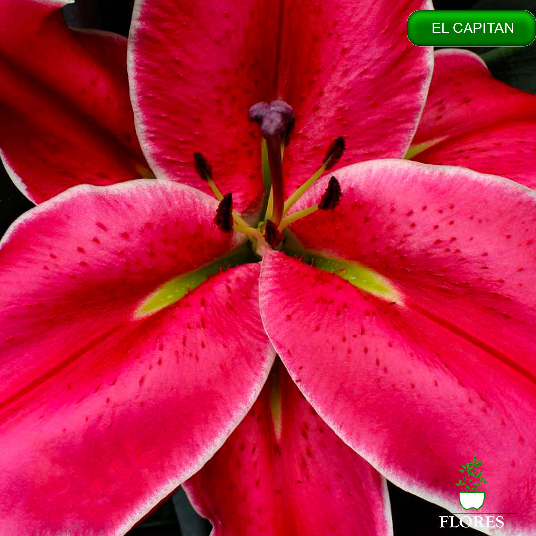 El Capitan lilija,āzijas lilijas latvijā,Baruta liliju sīpoli,pērc liliju sīpolus, liliju sīpoli cena,liliju sīpoli rīga,cik maksā liliju sīpoli,liliju sīpoli internetā, liliju sīpolu stādīšana,liliju sipoli,liliju sīpoli pirkt,liliju sīpoli cenas,kur nopirkt liliju sīpolus, liliju sīpoli kur pirkt,liliju sīpoli kandava,liliju sīpoli tukums,liliju sīpoli talsi,liliju sīpoli pūre, liliju sīpoli kuldīga,liliju sīpoli ventspils,liliju sīpoli jelgava,liliju sīpoli saldus,liliju sīpoli liepāja