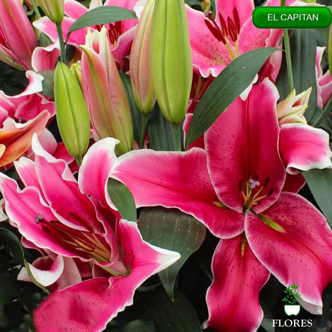 El Capitan lilija,āzijas lilijas latvijā,Baruta liliju sīpoli,pērc liliju sīpolus, liliju sīpoli cena,liliju sīpoli rīga,cik maksā liliju sīpoli,liliju sīpoli internetā, liliju sīpolu stādīšana,liliju sipoli,liliju sīpoli pirkt,liliju sīpoli cenas,kur nopirkt liliju sīpolus, liliju sīpoli kur pirkt,liliju sīpoli kandava,liliju sīpoli tukums,liliju sīpoli talsi,liliju sīpoli pūre, liliju sīpoli kuldīga,liliju sīpoli ventspils,liliju sīpoli jelgava,liliju sīpoli saldus,liliju sīpoli liepāja