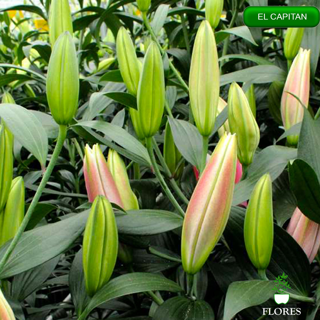 El Capitan lilija,āzijas lilijas latvijā,Baruta liliju sīpoli,pērc liliju sīpolus, liliju sīpoli cena,liliju sīpoli rīga,cik maksā liliju sīpoli,liliju sīpoli internetā, liliju sīpolu stādīšana,liliju sipoli,liliju sīpoli pirkt,liliju sīpoli cenas,kur nopirkt liliju sīpolus, liliju sīpoli kur pirkt,liliju sīpoli kandava,liliju sīpoli tukums,liliju sīpoli talsi,liliju sīpoli pūre, liliju sīpoli kuldīga,liliju sīpoli ventspils,liliju sīpoli jelgava,liliju sīpoli saldus,liliju sīpoli liepāja