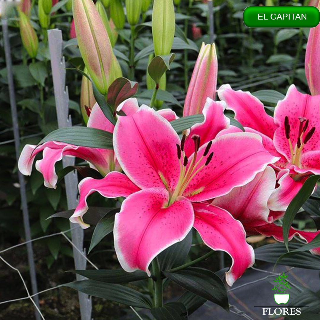 El Capitan lilija,āzijas lilijas latvijā,Baruta liliju sīpoli,pērc liliju sīpolus, liliju sīpoli cena,liliju sīpoli rīga,cik maksā liliju sīpoli,liliju sīpoli internetā, liliju sīpolu stādīšana,liliju sipoli,liliju sīpoli pirkt,liliju sīpoli cenas,kur nopirkt liliju sīpolus, liliju sīpoli kur pirkt,liliju sīpoli kandava,liliju sīpoli tukums,liliju sīpoli talsi,liliju sīpoli pūre, liliju sīpoli kuldīga,liliju sīpoli ventspils,liliju sīpoli jelgava,liliju sīpoli saldus,liliju sīpoli liepāja