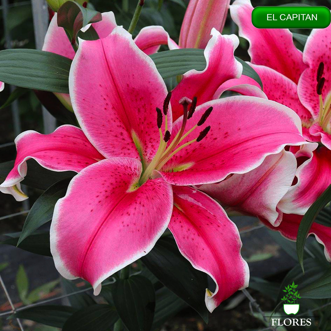 El Capitan lilija,āzijas lilijas latvijā,Baruta liliju sīpoli,pērc liliju sīpolus, liliju sīpoli cena,liliju sīpoli rīga,cik maksā liliju sīpoli,liliju sīpoli internetā, liliju sīpolu stādīšana,liliju sipoli,liliju sīpoli pirkt,liliju sīpoli cenas,kur nopirkt liliju sīpolus, liliju sīpoli kur pirkt,liliju sīpoli kandava,liliju sīpoli tukums,liliju sīpoli talsi,liliju sīpoli pūre, liliju sīpoli kuldīga,liliju sīpoli ventspils,liliju sīpoli jelgava,liliju sīpoli saldus,liliju sīpoli liepāja