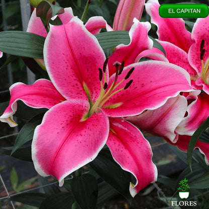 El Capitan lilija,āzijas lilijas latvijā,Baruta liliju sīpoli,pērc liliju sīpolus, liliju sīpoli cena,liliju sīpoli rīga,cik maksā liliju sīpoli,liliju sīpoli internetā, liliju sīpolu stādīšana,liliju sipoli,liliju sīpoli pirkt,liliju sīpoli cenas,kur nopirkt liliju sīpolus, liliju sīpoli kur pirkt,liliju sīpoli kandava,liliju sīpoli tukums,liliju sīpoli talsi,liliju sīpoli pūre, liliju sīpoli kuldīga,liliju sīpoli ventspils,liliju sīpoli jelgava,liliju sīpoli saldus,liliju sīpoli liepāja