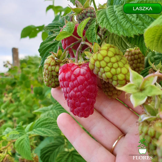 Laszka aveņu stādi,aveņu stādi vidzemē,aveņu stādi cena,aveņu stādi kur pirkt,aveņu stādi internetā,aveņu stādi pūrē,aveņu stādi ss.lv, aveņu stādi polka,aveņu stādīšanas attālumi,aveņu stādi pirkt,vasaras aveņu stādi,aveņu stādu iegāde,aveņu kazeņu stādi, aveņu stādīšanas laiks,rudens aveņu stādīšanas laiks,rudens aveņu stādi,aveņu stādi ss,aveņu stādu tirdzniecība, aveņu stādi rīga,aveņu stādi jelgava,aveņu stādi ventspils,aveņu stādi liepāja,aveņu stādi valmiera,aveņu stādi daugavpils, aveņu stādi