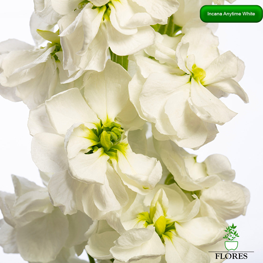 lefkojas,lefkojas vāzē,lefkojas audzēšana,lefkojas sēklas,lefkojas sēj,lefkojas cena,vasaras lefkoja,parastā lefkoja,kā saglabāt lefkojas,kā sēt lefkojas, matiolas,matiolas ziedi,matthiola incana,matthiola seeds,matthiola flower,Matthiola incana Anytime,Matthiola incana Centum,Matthiola incana Iron, kur pirkt lefkojas,lefkojas cena,lefkojas sēklas cena,matiolas sēklas kur pirkt, matiolas sēklas cena, Anytime White