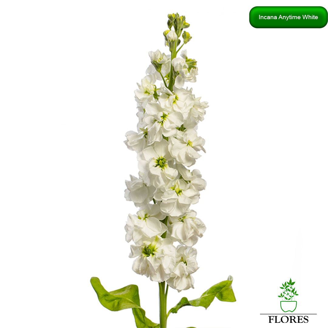 lefkojas,lefkojas vāzē,lefkojas audzēšana,lefkojas sēklas,lefkojas sēj,lefkojas cena,vasaras lefkoja,parastā lefkoja,kā saglabāt lefkojas,kā sēt lefkojas, matiolas,matiolas ziedi,matthiola incana,matthiola seeds,matthiola flower,Matthiola incana Anytime,Matthiola incana Centum,Matthiola incana Iron, kur pirkt lefkojas,lefkojas cena,lefkojas sēklas cena,matiolas sēklas kur pirkt, matiolas sēklas cena, Anytime White