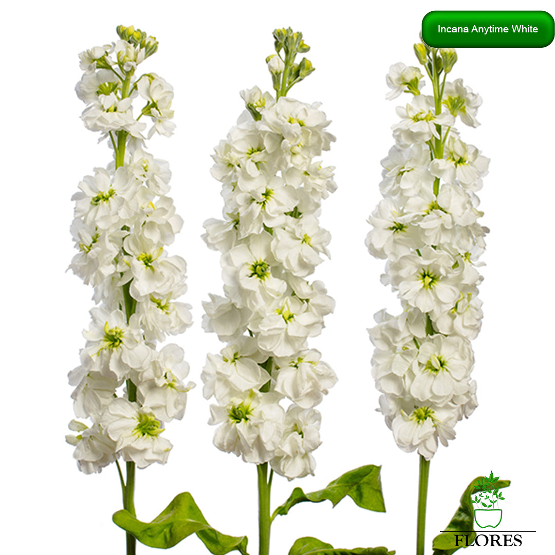 lefkojas,lefkojas vāzē,lefkojas audzēšana,lefkojas sēklas,lefkojas sēj,lefkojas cena,vasaras lefkoja,parastā lefkoja,kā saglabāt lefkojas,kā sēt lefkojas, matiolas,matiolas ziedi,matthiola incana,matthiola seeds,matthiola flower,Matthiola incana Anytime,Matthiola incana Centum,Matthiola incana Iron, kur pirkt lefkojas,lefkojas cena,lefkojas sēklas cena,matiolas sēklas kur pirkt, matiolas sēklas cena, Anytime White