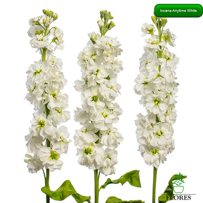 lefkojas,lefkojas vāzē,lefkojas audzēšana,lefkojas sēklas,lefkojas sēj,lefkojas cena,vasaras lefkoja,parastā lefkoja,kā saglabāt lefkojas,kā sēt lefkojas, matiolas,matiolas ziedi,matthiola incana,matthiola seeds,matthiola flower,Matthiola incana Anytime,Matthiola incana Centum,Matthiola incana Iron, kur pirkt lefkojas,lefkojas cena,lefkojas sēklas cena,matiolas sēklas kur pirkt, matiolas sēklas cena, Anytime White