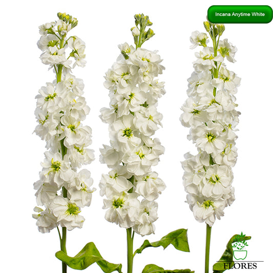 lefkojas,lefkojas vāzē,lefkojas audzēšana,lefkojas sēklas,lefkojas sēj,lefkojas cena,vasaras lefkoja,parastā lefkoja,kā saglabāt lefkojas,kā sēt lefkojas, matiolas,matiolas ziedi,matthiola incana,matthiola seeds,matthiola flower,Matthiola incana Anytime,Matthiola incana Centum,Matthiola incana Iron, kur pirkt lefkojas,lefkojas cena,lefkojas sēklas cena,matiolas sēklas kur pirkt, matiolas sēklas cena, Anytime White