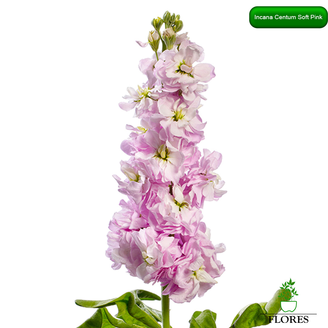 lefkojas,lefkojas vāzē,lefkojas audzēšana,lefkojas sēklas,lefkojas sēj,lefkojas cena,vasaras lefkoja,parastā lefkoja,kā saglabāt lefkojas,kā sēt lefkojas, matiolas,matiolas ziedi,matthiola incana,matthiola seeds,matthiola flower,Matthiola incana Anytime,Matthiola incana Centum,Matthiola incana Iron, kur pirkt lefkojas,lefkojas cena,lefkojas sēklas cena,matiolas sēklas kur pirkt, matiolas sēklas cena, Centum Soft pink