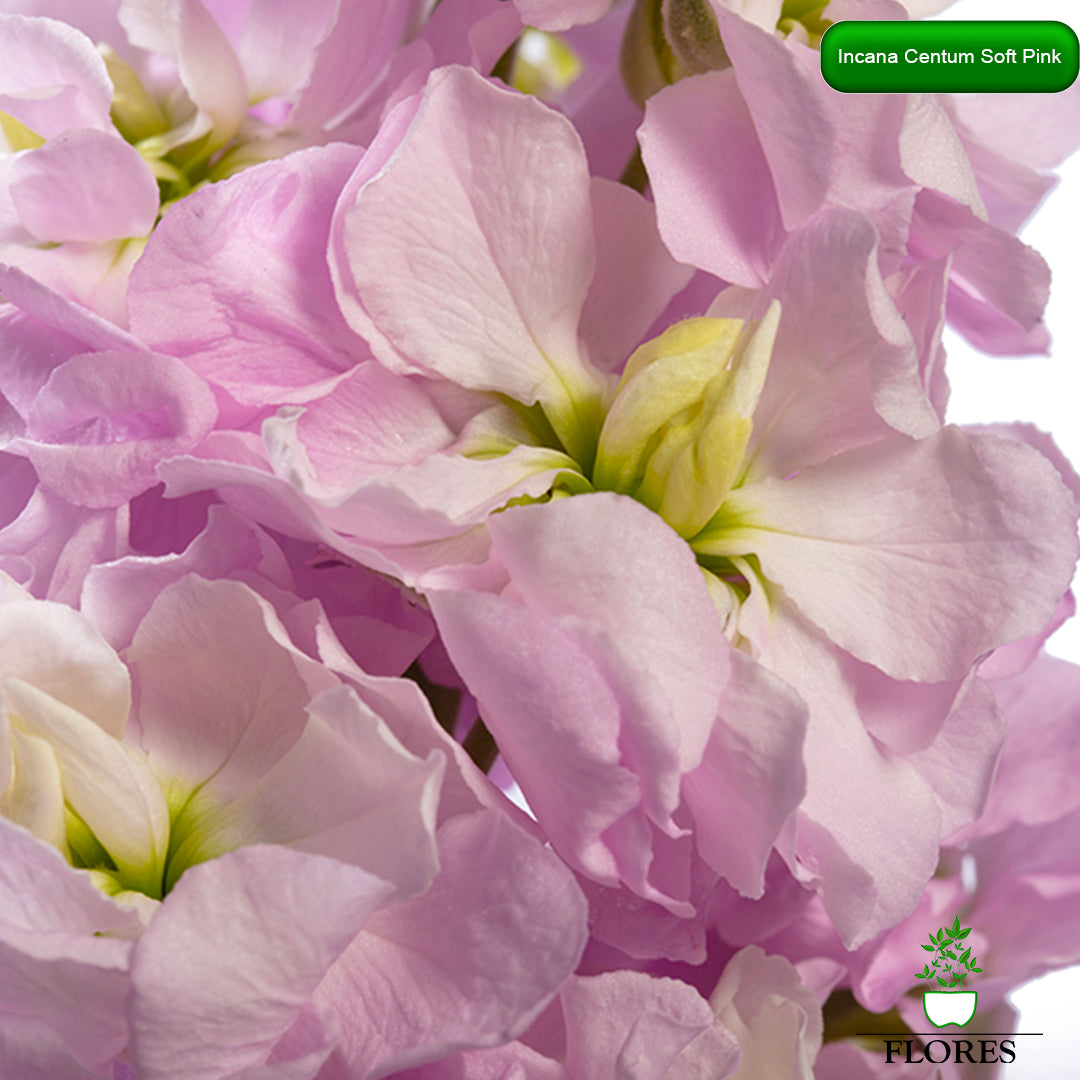 lefkojas,lefkojas vāzē,lefkojas audzēšana,lefkojas sēklas,lefkojas sēj,lefkojas cena,vasaras lefkoja,parastā lefkoja,kā saglabāt lefkojas,kā sēt lefkojas, matiolas,matiolas ziedi,matthiola incana,matthiola seeds,matthiola flower,Matthiola incana Anytime,Matthiola incana Centum,Matthiola incana Iron, kur pirkt lefkojas,lefkojas cena,lefkojas sēklas cena,matiolas sēklas kur pirkt, matiolas sēklas cena, Centum Soft pink