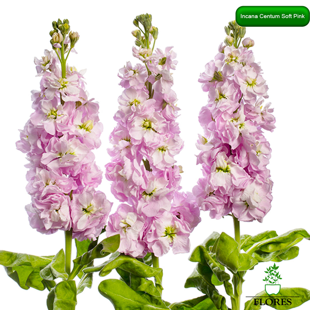 lefkojas,lefkojas vāzē,lefkojas audzēšana,lefkojas sēklas,lefkojas sēj,lefkojas cena,vasaras lefkoja,parastā lefkoja,kā saglabāt lefkojas,kā sēt lefkojas, matiolas,matiolas ziedi,matthiola incana,matthiola seeds,matthiola flower,Matthiola incana Anytime,Matthiola incana Centum,Matthiola incana Iron, kur pirkt lefkojas,lefkojas cena,lefkojas sēklas cena,matiolas sēklas kur pirkt, matiolas sēklas cena, Centum Soft pink