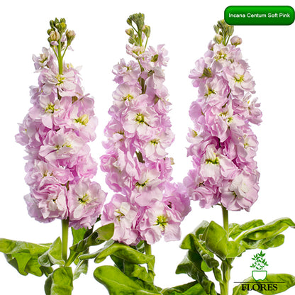 lefkojas,lefkojas vāzē,lefkojas audzēšana,lefkojas sēklas,lefkojas sēj,lefkojas cena,vasaras lefkoja,parastā lefkoja,kā saglabāt lefkojas,kā sēt lefkojas, matiolas,matiolas ziedi,matthiola incana,matthiola seeds,matthiola flower,Matthiola incana Anytime,Matthiola incana Centum,Matthiola incana Iron, kur pirkt lefkojas,lefkojas cena,lefkojas sēklas cena,matiolas sēklas kur pirkt, matiolas sēklas cena, Centum Soft pink