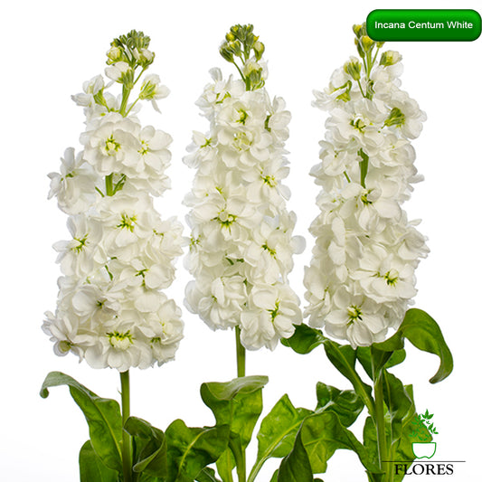  lefkojas,lefkojas vāzē,lefkojas audzēšana,lefkojas sēklas,lefkojas sēj,lefkojas cena,vasaras lefkoja,parastā lefkoja,kā saglabāt lefkojas,kā sēt lefkojas, matiolas,matiolas ziedi,matthiola incana,matthiola seeds,matthiola flower,Matthiola incana Anytime,Matthiola incana Centum,Matthiola incana Iron, kur pirkt lefkojas,lefkojas cena,lefkojas sēklas cena,matiolas sēklas kur pirkt, matiolas sēklas cena, Centum white