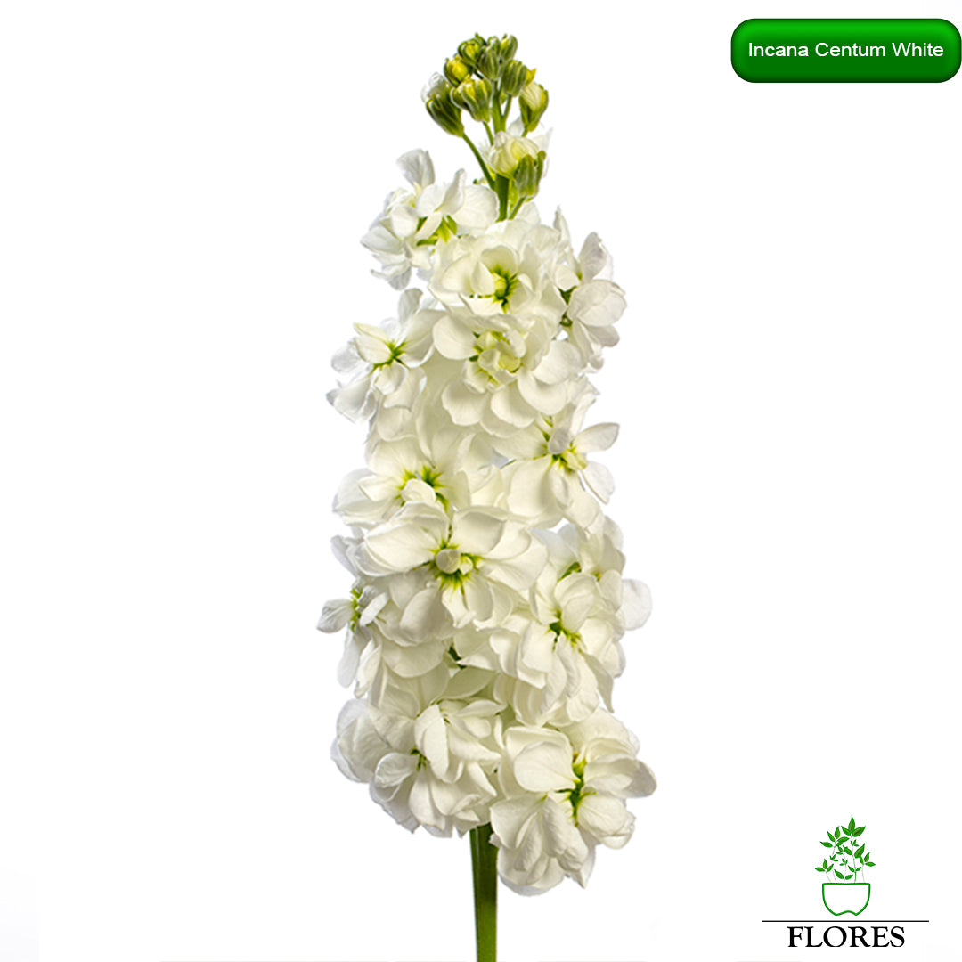  lefkojas,lefkojas vāzē,lefkojas audzēšana,lefkojas sēklas,lefkojas sēj,lefkojas cena,vasaras lefkoja,parastā lefkoja,kā saglabāt lefkojas,kā sēt lefkojas, matiolas,matiolas ziedi,matthiola incana,matthiola seeds,matthiola flower,Matthiola incana Anytime,Matthiola incana Centum,Matthiola incana Iron, kur pirkt lefkojas,lefkojas cena,lefkojas sēklas cena,matiolas sēklas kur pirkt, matiolas sēklas cena, Centum white