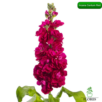 lefkojas,lefkojas vāzē,lefkojas audzēšana,lefkojas sēklas,lefkojas sēj,lefkojas cena,vasaras lefkoja,parastā lefkoja,kā saglabāt lefkojas,kā sēt lefkojas, matiolas,matiolas ziedi,matthiola incana,matthiola seeds,matthiola flower,Matthiola incana Anytime,Matthiola incana Centum,Matthiola incana Iron, kur pirkt lefkojas,lefkojas cena,lefkojas sēklas cena,matiolas sēklas kur pirkt, matiolas sēklas cena, Centum Red