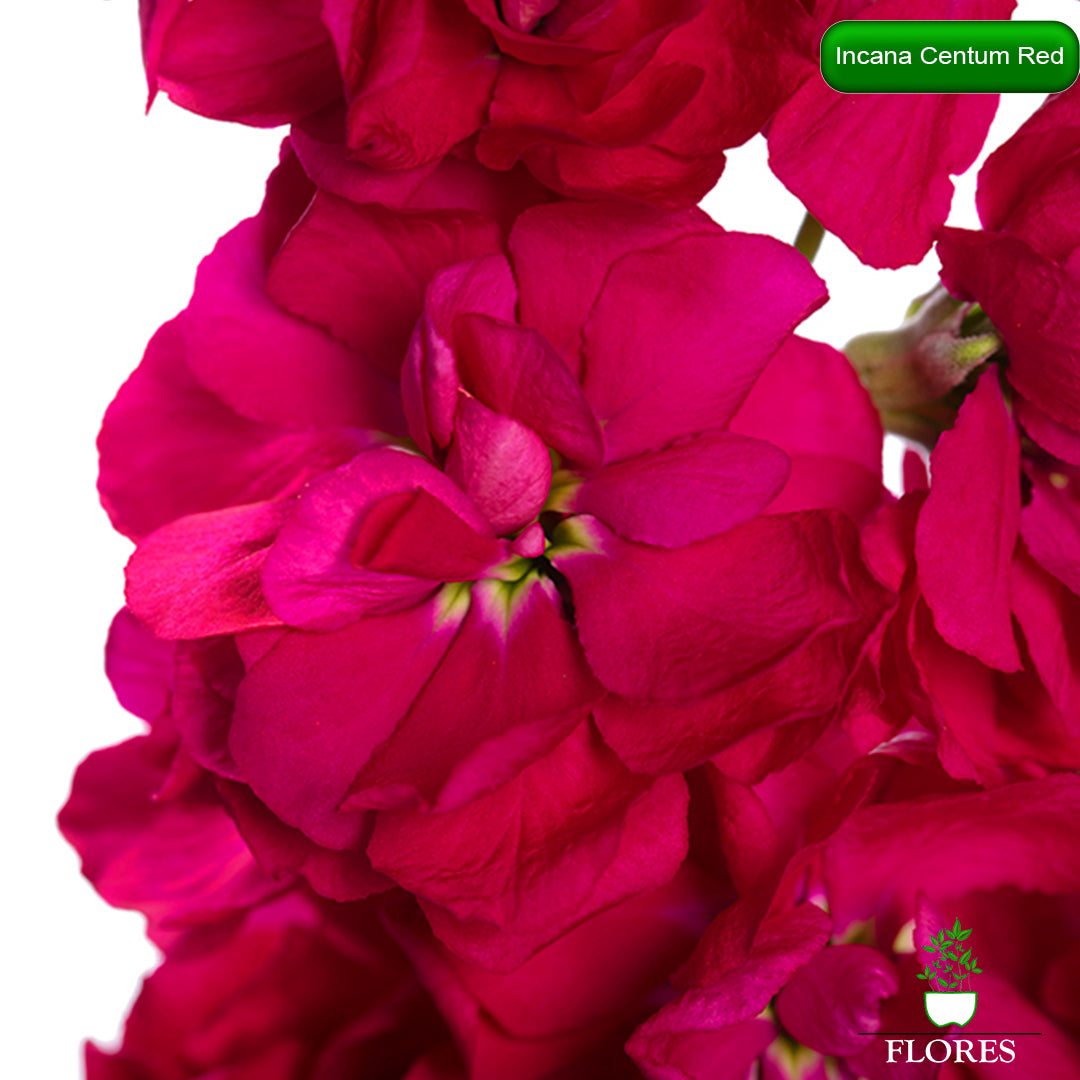 lefkojas,lefkojas vāzē,lefkojas audzēšana,lefkojas sēklas,lefkojas sēj,lefkojas cena,vasaras lefkoja,parastā lefkoja,kā saglabāt lefkojas,kā sēt lefkojas, matiolas,matiolas ziedi,matthiola incana,matthiola seeds,matthiola flower,Matthiola incana Anytime,Matthiola incana Centum,Matthiola incana Iron, kur pirkt lefkojas,lefkojas cena,lefkojas sēklas cena,matiolas sēklas kur pirkt, matiolas sēklas cena, Centum Red