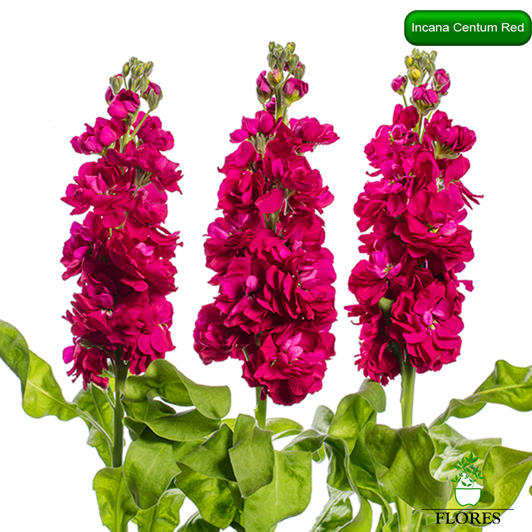 lefkojas,lefkojas vāzē,lefkojas audzēšana,lefkojas sēklas,lefkojas sēj,lefkojas cena,vasaras lefkoja,parastā lefkoja,kā saglabāt lefkojas,kā sēt lefkojas, matiolas,matiolas ziedi,matthiola incana,matthiola seeds,matthiola flower,Matthiola incana Anytime,Matthiola incana Centum,Matthiola incana Iron, kur pirkt lefkojas,lefkojas cena,lefkojas sēklas cena,matiolas sēklas kur pirkt, matiolas sēklas cena, Centum Red