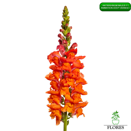 Antirrhinum majus Animation deep orange i,lauvmutīšu sēklas 2022,lauvmutīšu sēklas internetā,lauvmutīšu sēklas jelgava, lauvmutīšu sēklas cena,lauvmutīšu sēklas cenas,lielo lauvmutīšu sēklas,lielās lauvmutītes sēklas jūrmalā,lauvmutīšu sēklas kur pirkt, lauvmutites sēklas,lauvmutīšu sēklas liepājā, labākās lauvmutīšu sēklas,lauvmutīšu sēklas ogre, lauvmutīšu sēklas pirkt,lauvmutīšu sēklas pārdod,lauvmutīšu sēklas rīgā,lauvmutītes sēklas pārdod,lauvmutītes sēklas pirkt