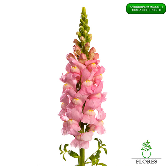 Antirrhinum majus Costa Light Rose 2,lauvmutīšu sēklas 2022,lauvmutīšu sēklas internetā,lauvmutīšu sēklas jelgava, lauvmutīšu sēklas cena,lauvmutīšu sēklas cenas,lielo lauvmutīšu sēklas,lielās lauvmutītes sēklas jūrmalā,lauvmutīšu sēklas kur pirkt, lauvmutites sēklas,lauvmutīšu sēklas liepājā, labākās lauvmutīšu sēklas,lauvmutīšu sēklas ogre, lauvmutīšu sēklas pirkt,lauvmutīšu sēklas pārdod,lauvmutīšu sēklas rīgā,lauvmutītes sēklas pārdod,lauvmutītes sēklas pirkt