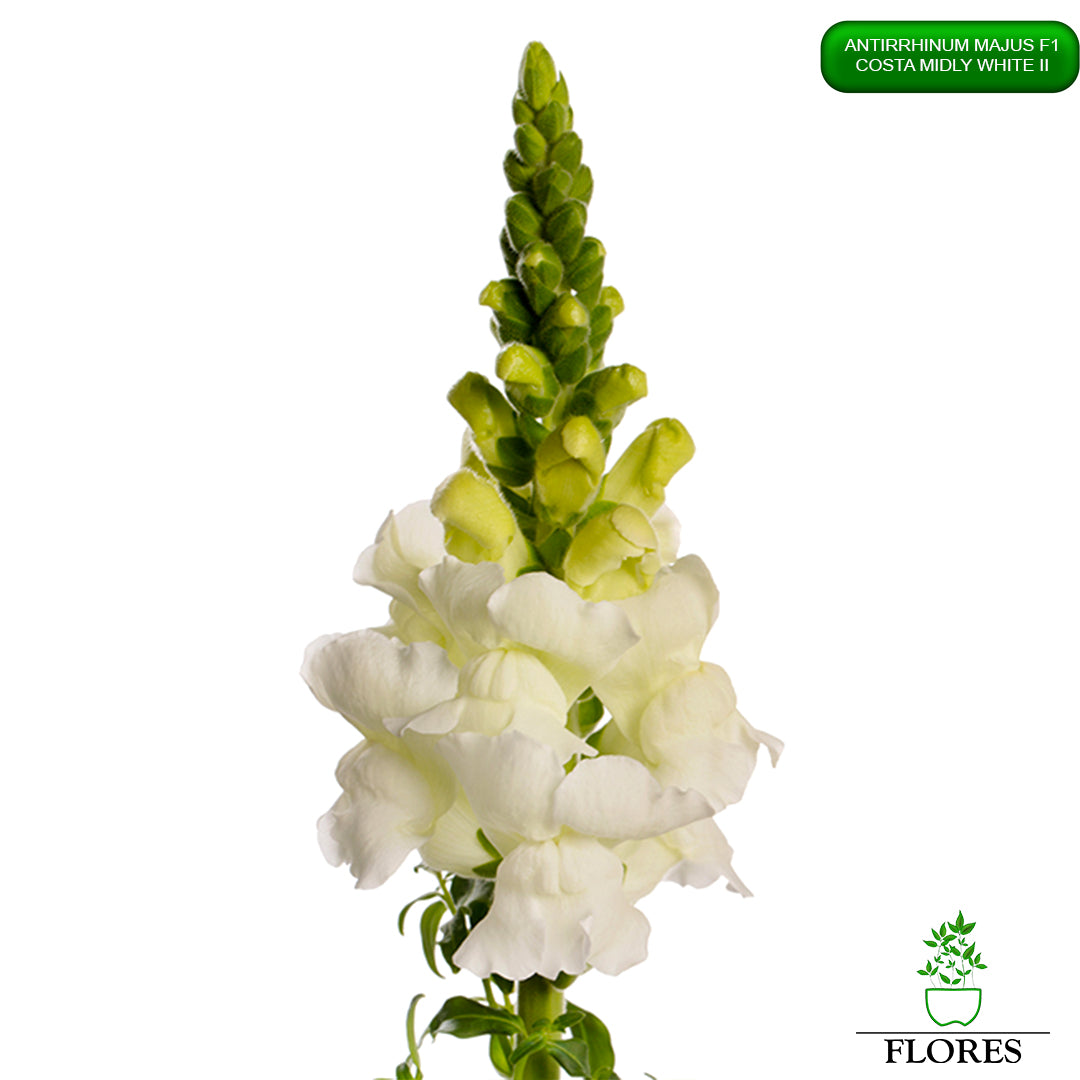 Antirrhinum majus Costa Midly White 2,lauvmutīšu sēklas 2022,lauvmutīšu sēklas internetā,lauvmutīšu sēklas jelgava, lauvmutīšu sēklas cena,lauvmutīšu sēklas cenas,lielo lauvmutīšu sēklas,lielās lauvmutītes sēklas jūrmalā,lauvmutīšu sēklas kur pirkt, lauvmutites sēklas,lauvmutīšu sēklas liepājā, labākās lauvmutīšu sēklas,lauvmutīšu sēklas ogre, lauvmutīšu sēklas pirkt,lauvmutīšu sēklas pārdod,lauvmutīšu sēklas rīgā,lauvmutītes sēklas pārdod,lauvmutītes sēklas pirkt