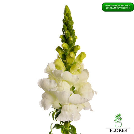 Antirrhinum majus Costa Midly White 2,lauvmutīšu sēklas 2022,lauvmutīšu sēklas internetā,lauvmutīšu sēklas jelgava, lauvmutīšu sēklas cena,lauvmutīšu sēklas cenas,lielo lauvmutīšu sēklas,lielās lauvmutītes sēklas jūrmalā,lauvmutīšu sēklas kur pirkt, lauvmutites sēklas,lauvmutīšu sēklas liepājā, labākās lauvmutīšu sēklas,lauvmutīšu sēklas ogre, lauvmutīšu sēklas pirkt,lauvmutīšu sēklas pārdod,lauvmutīšu sēklas rīgā,lauvmutītes sēklas pārdod,lauvmutītes sēklas pirkt