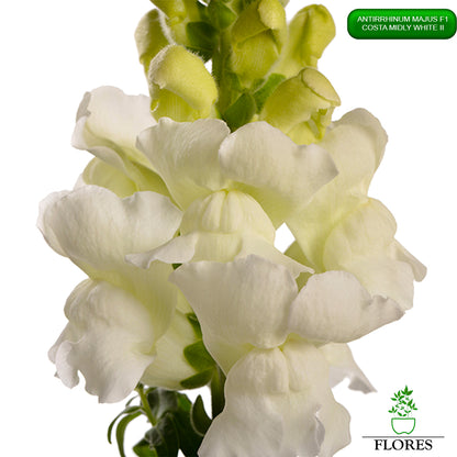 Antirrhinum majus Costa Midly White 2,lauvmutīšu sēklas 2022,lauvmutīšu sēklas internetā,lauvmutīšu sēklas jelgava, lauvmutīšu sēklas cena,lauvmutīšu sēklas cenas,lielo lauvmutīšu sēklas,lielās lauvmutītes sēklas jūrmalā,lauvmutīšu sēklas kur pirkt, lauvmutites sēklas,lauvmutīšu sēklas liepājā, labākās lauvmutīšu sēklas,lauvmutīšu sēklas ogre, lauvmutīšu sēklas pirkt,lauvmutīšu sēklas pārdod,lauvmutīšu sēklas rīgā,lauvmutītes sēklas pārdod,lauvmutītes sēklas pirkt