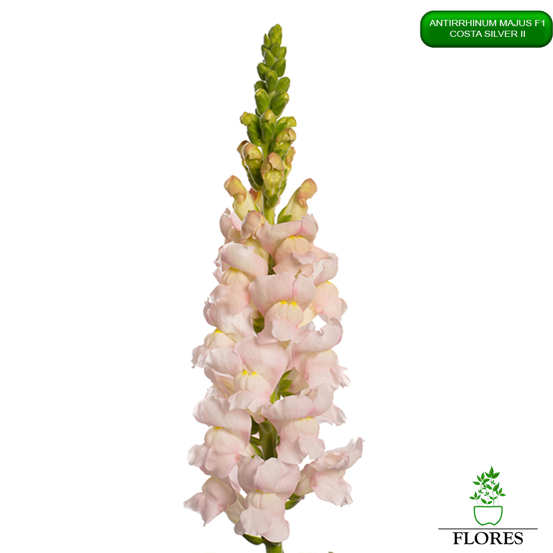 Antirrhinum majus Costa Silver 2,lauvmutīšu sēklas 2022,lauvmutīšu sēklas internetā,lauvmutīšu sēklas jelgava, lauvmutīšu sēklas cena,lauvmutīšu sēklas cenas,lielo lauvmutīšu sēklas,lielās lauvmutītes sēklas jūrmalā,lauvmutīšu sēklas kur pirkt, lauvmutites sēklas,lauvmutīšu sēklas liepājā, labākās lauvmutīšu sēklas,lauvmutīšu sēklas ogre, lauvmutīšu sēklas pirkt,lauvmutīšu sēklas pārdod,lauvmutīšu sēklas rīgā,lauvmutītes sēklas pārdod,lauvmutītes sēklas pirkt