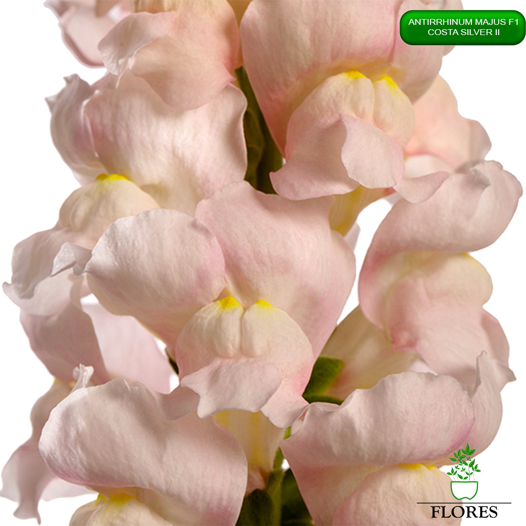 Antirrhinum majus Costa Silver 2,lauvmutīšu sēklas 2022,lauvmutīšu sēklas internetā,lauvmutīšu sēklas jelgava, lauvmutīšu sēklas cena,lauvmutīšu sēklas cenas,lielo lauvmutīšu sēklas,lielās lauvmutītes sēklas jūrmalā,lauvmutīšu sēklas kur pirkt, lauvmutites sēklas,lauvmutīšu sēklas liepājā, labākās lauvmutīšu sēklas,lauvmutīšu sēklas ogre, lauvmutīšu sēklas pirkt,lauvmutīšu sēklas pārdod,lauvmutīšu sēklas rīgā,lauvmutītes sēklas pārdod,lauvmutītes sēklas pirkt