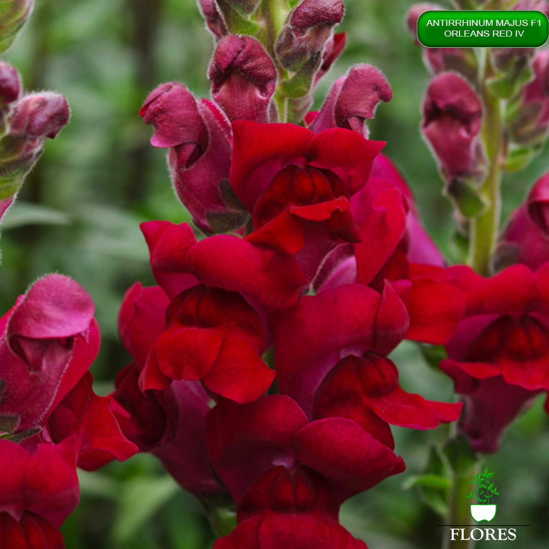 Antirrhinum majus Orleans red 4,lauvmutīšu sēklas 2022,lauvmutīšu sēklas internetā,lauvmutīšu sēklas jelgava, lauvmutīšu sēklas cena,lauvmutīšu sēklas cenas,lielo lauvmutīšu sēklas,lielās lauvmutītes sēklas jūrmalā,lauvmutīšu sēklas kur pirkt, lauvmutites sēklas,lauvmutīšu sēklas liepājā, labākās lauvmutīšu sēklas,lauvmutīšu sēklas ogre, lauvmutīšu sēklas pirkt,lauvmutīšu sēklas pārdod,lauvmutīšu sēklas rīgā,lauvmutītes sēklas pārdod,lauvmutītes sēklas pirkt