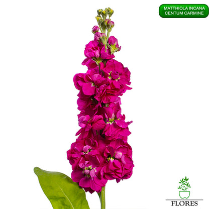 lefkojas,lefkojas vāzē,lefkojas audzēšana,lefkojas sēklas,lefkojas sēj,lefkojas cena,vasaras lefkoja,parastā lefkoja,kā saglabāt lefkojas,kā sēt lefkojas, matiolas,matiolas ziedi,matthiola incana,matthiola seeds,matthiola flower,Matthiola incana Anytime,Matthiola incana Centum,Matthiola incana Iron, kur pirkt lefkojas,lefkojas cena,lefkojas sēklas cena,matiolas sēklas kur pirkt, matiolas sēklas cena, Centum Carmine