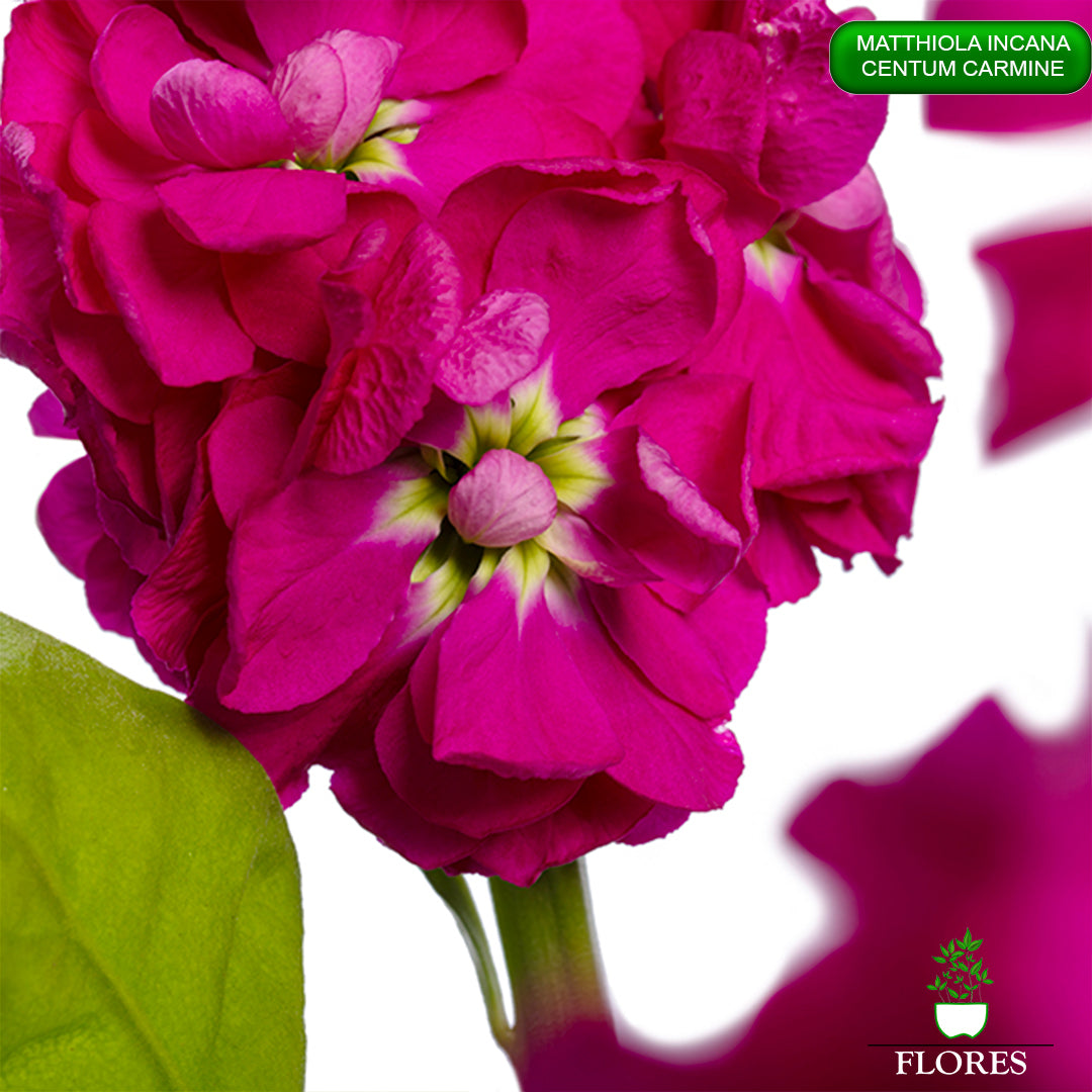 lefkojas,lefkojas vāzē,lefkojas audzēšana,lefkojas sēklas,lefkojas sēj,lefkojas cena,vasaras lefkoja,parastā lefkoja,kā saglabāt lefkojas,kā sēt lefkojas, matiolas,matiolas ziedi,matthiola incana,matthiola seeds,matthiola flower,Matthiola incana Anytime,Matthiola incana Centum,Matthiola incana Iron, kur pirkt lefkojas,lefkojas cena,lefkojas sēklas cena,matiolas sēklas kur pirkt, matiolas sēklas cena, Centum Carmine