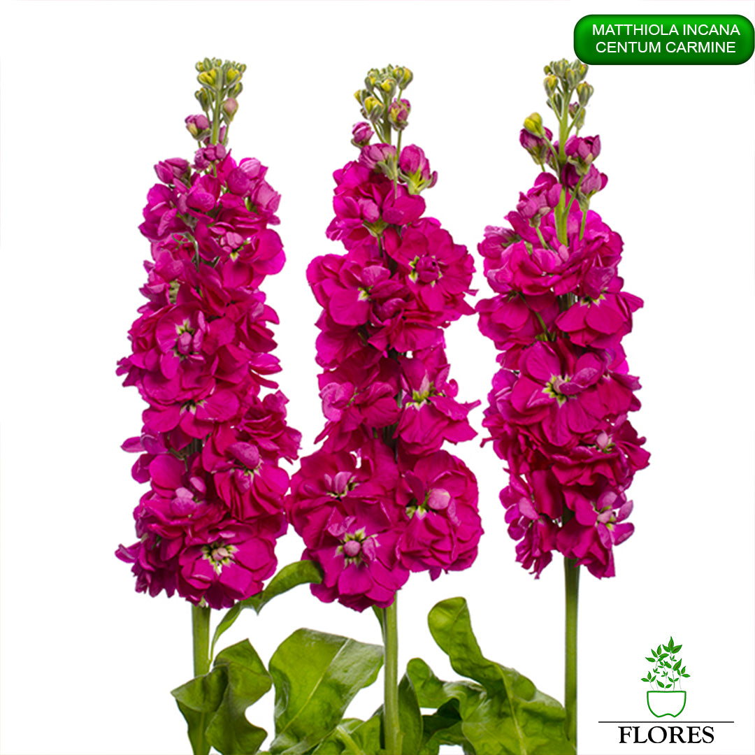 lefkojas,lefkojas vāzē,lefkojas audzēšana,lefkojas sēklas,lefkojas sēj,lefkojas cena,vasaras lefkoja,parastā lefkoja,kā saglabāt lefkojas,kā sēt lefkojas, matiolas,matiolas ziedi,matthiola incana,matthiola seeds,matthiola flower,Matthiola incana Anytime,Matthiola incana Centum,Matthiola incana Iron, kur pirkt lefkojas,lefkojas cena,lefkojas sēklas cena,matiolas sēklas kur pirkt, matiolas sēklas cena, Centum Carmine