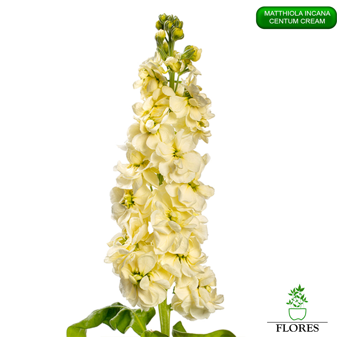 lefkojas,lefkojas vāzē,lefkojas audzēšana,lefkojas sēklas,lefkojas sēj,lefkojas cena,vasaras lefkoja,parastā lefkoja,kā saglabāt lefkojas,kā sēt lefkojas, matiolas,matiolas ziedi,matthiola incana,matthiola seeds,matthiola flower,Matthiola incana Anytime,Matthiola incana Centum,Matthiola incana Iron, kur pirkt lefkojas,lefkojas cena,lefkojas sēklas cena,matiolas sēklas kur pirkt, matiolas sēklas cena, Centum Cream