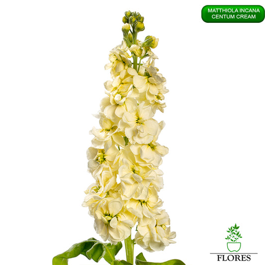 lefkojas,lefkojas vāzē,lefkojas audzēšana,lefkojas sēklas,lefkojas sēj,lefkojas cena,vasaras lefkoja,parastā lefkoja,kā saglabāt lefkojas,kā sēt lefkojas, matiolas,matiolas ziedi,matthiola incana,matthiola seeds,matthiola flower,Matthiola incana Anytime,Matthiola incana Centum,Matthiola incana Iron, kur pirkt lefkojas,lefkojas cena,lefkojas sēklas cena,matiolas sēklas kur pirkt, matiolas sēklas cena, Centum Cream