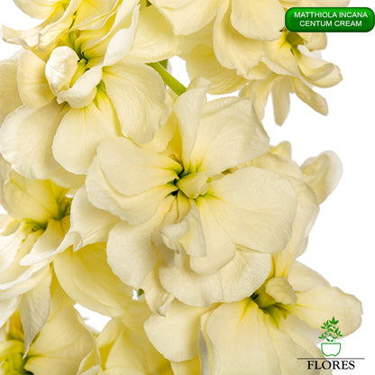 lefkojas,lefkojas vāzē,lefkojas audzēšana,lefkojas sēklas,lefkojas sēj,lefkojas cena,vasaras lefkoja,parastā lefkoja,kā saglabāt lefkojas,kā sēt lefkojas, matiolas,matiolas ziedi,matthiola incana,matthiola seeds,matthiola flower,Matthiola incana Anytime,Matthiola incana Centum,Matthiola incana Iron, kur pirkt lefkojas,lefkojas cena,lefkojas sēklas cena,matiolas sēklas kur pirkt, matiolas sēklas cena, Centum Cream