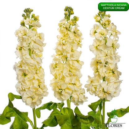 lefkojas,lefkojas vāzē,lefkojas audzēšana,lefkojas sēklas,lefkojas sēj,lefkojas cena,vasaras lefkoja,parastā lefkoja,kā saglabāt lefkojas,kā sēt lefkojas, matiolas,matiolas ziedi,matthiola incana,matthiola seeds,matthiola flower,Matthiola incana Anytime,Matthiola incana Centum,Matthiola incana Iron, kur pirkt lefkojas,lefkojas cena,lefkojas sēklas cena,matiolas sēklas kur pirkt, matiolas sēklas cena, Centum Cream